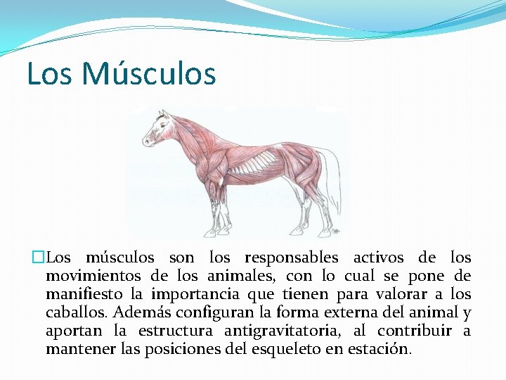 Los Músculos �Los músculos son los responsables activos de los movimientos de los animales,