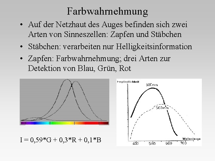 Farbwahrnehmung • Auf der Netzhaut des Auges befinden sich zwei Arten von Sinneszellen: Zapfen