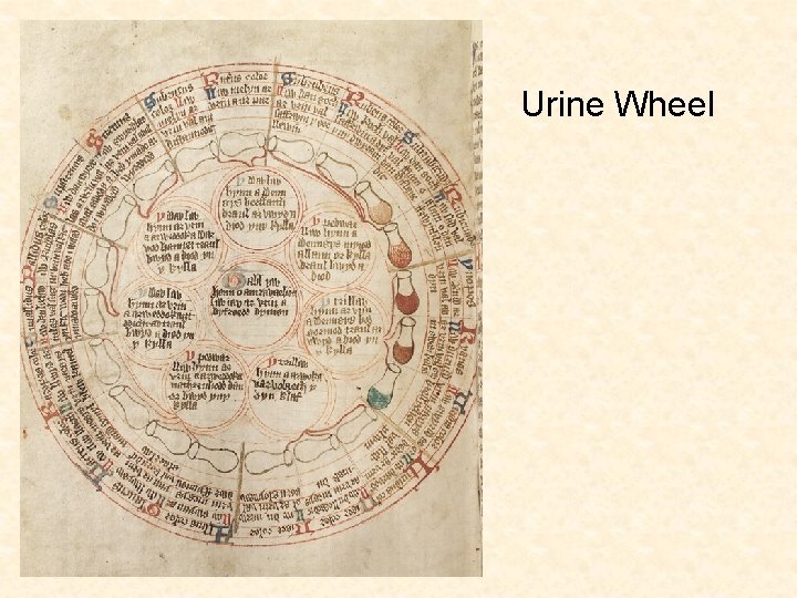 Urine Wheel 