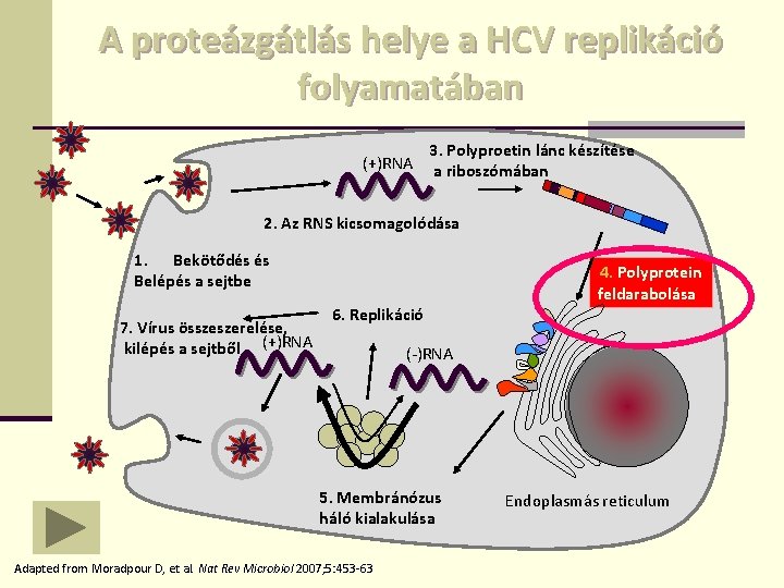 A proteázgátlás helye a HCV replikáció folyamatában (+)RNA 3. Polyproetin lánc készítése a riboszómában