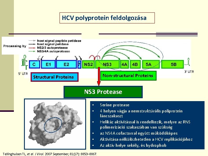 HCV polyprotein feldolgozása 5’ UTR Non-structural Proteins Structural Proteins 3’ UTR NS 3 Protease