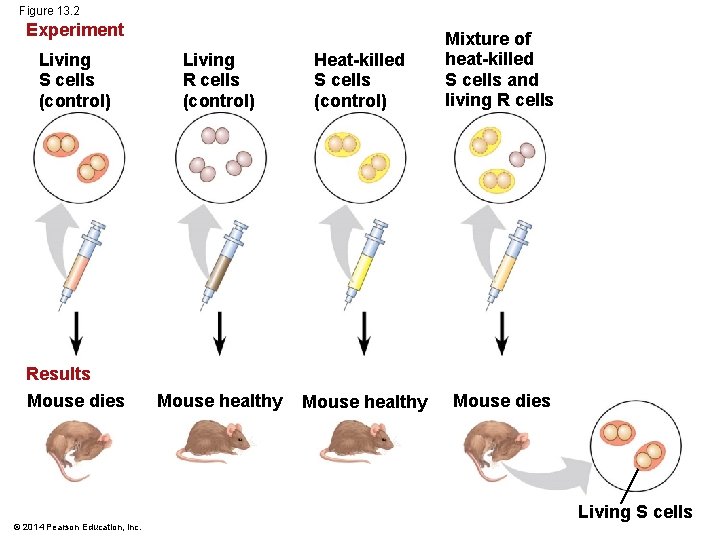 Figure 13. 2 Experiment Living S cells (control) Living R cells (control) Heat-killed S