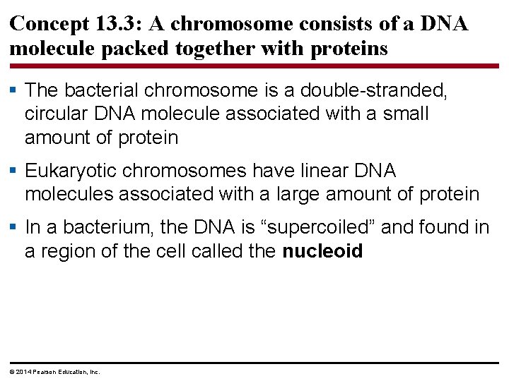 Concept 13. 3: A chromosome consists of a DNA molecule packed together with proteins