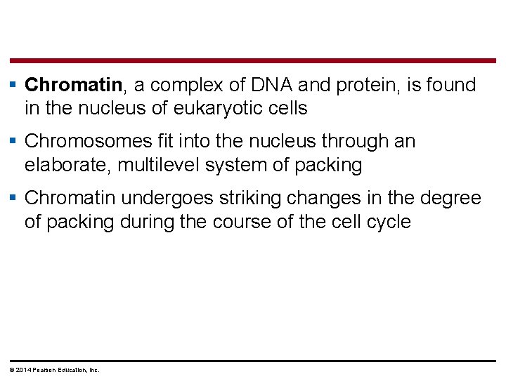 § Chromatin, a complex of DNA and protein, is found in the nucleus of