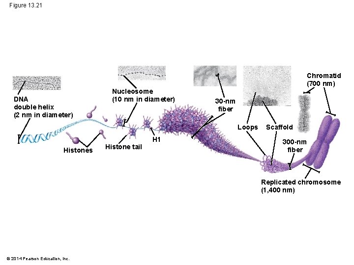 Figure 13. 21 Chromatid (700 nm) DNA double helix (2 nm in diameter) Nucleosome