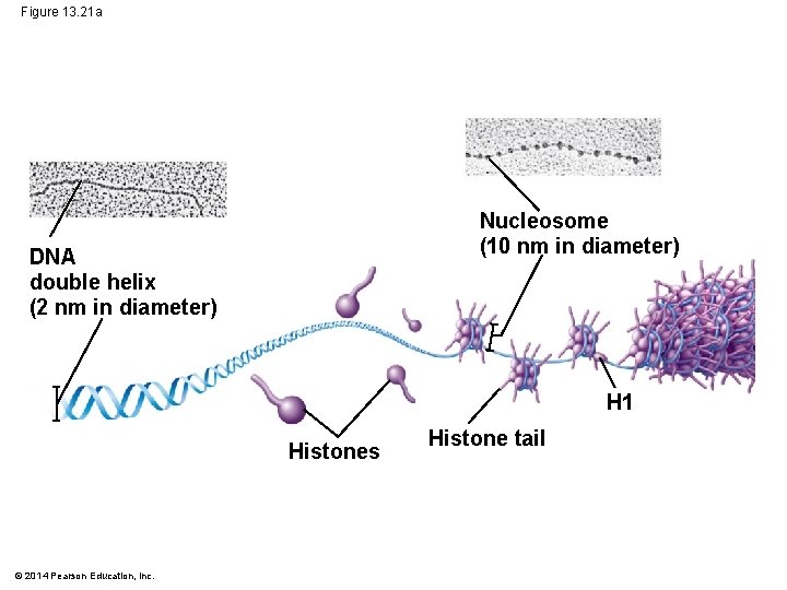 Figure 13. 21 a Nucleosome (10 nm in diameter) DNA double helix (2 nm