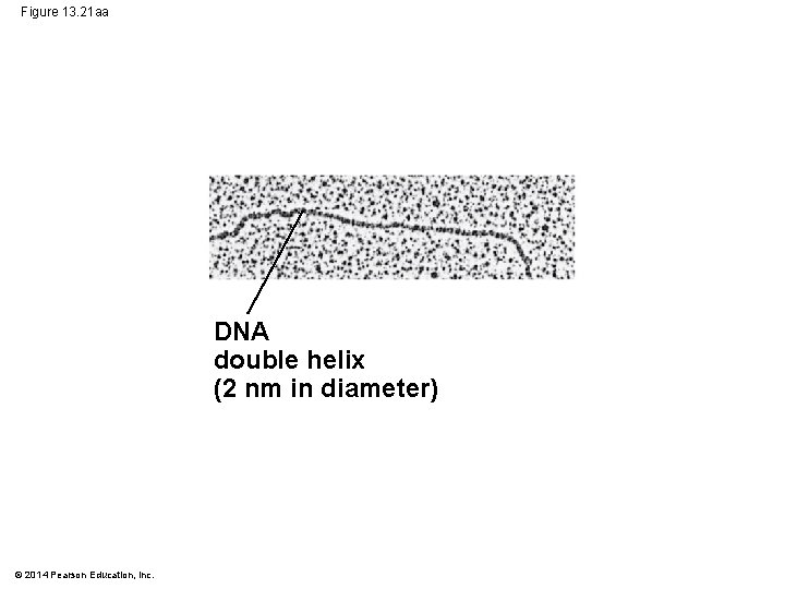 Figure 13. 21 aa DNA double helix (2 nm in diameter) © 2014 Pearson