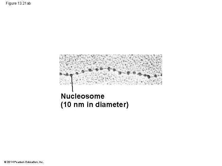 Figure 13. 21 ab Nucleosome (10 nm in diameter) © 2014 Pearson Education, Inc.