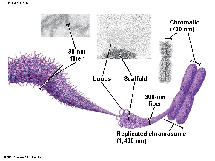 Figure 13. 21 b Chromatid (700 nm) 30 -nm fiber Loops Scaffold 300 -nm