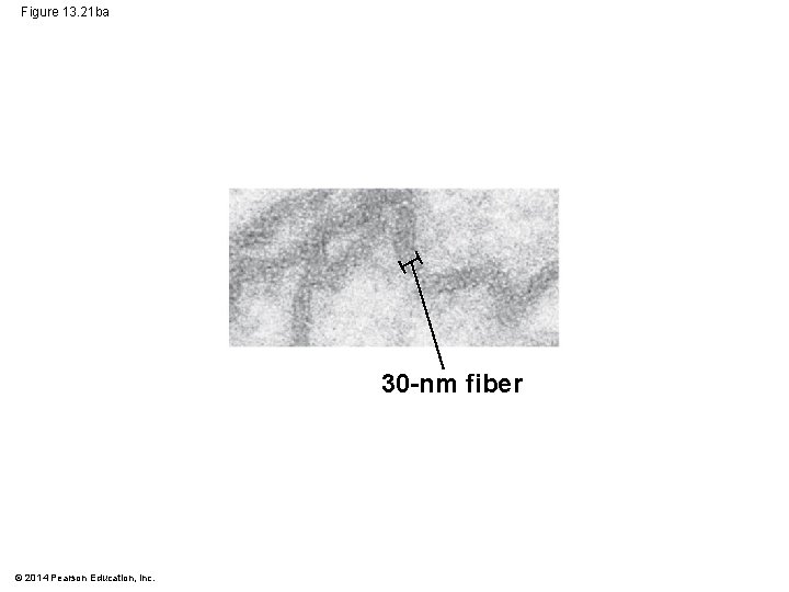 Figure 13. 21 ba 30 -nm fiber © 2014 Pearson Education, Inc. 