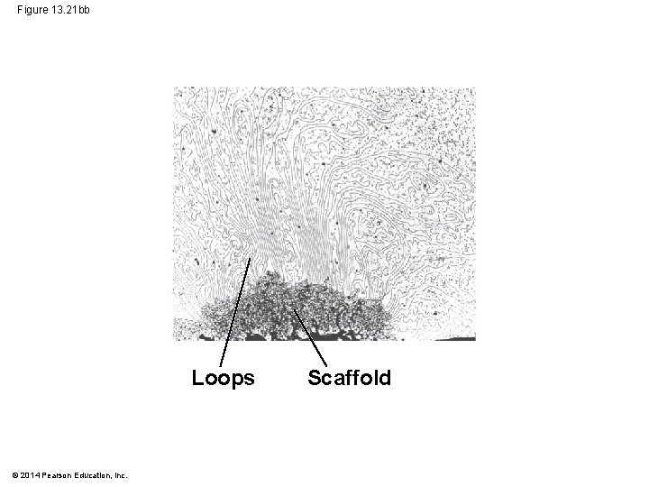 Figure 13. 21 bb Loops © 2014 Pearson Education, Inc. Scaffold 