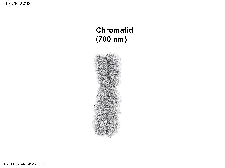 Figure 13. 21 bc Chromatid (700 nm) © 2014 Pearson Education, Inc. 