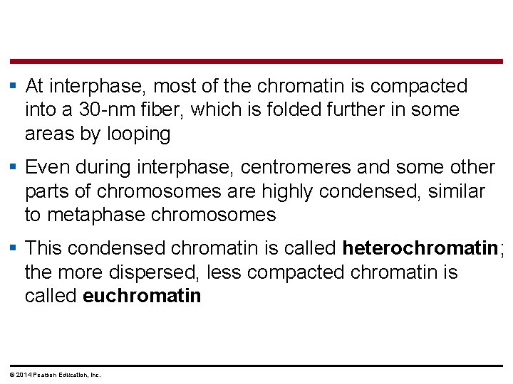 § At interphase, most of the chromatin is compacted into a 30 -nm fiber,