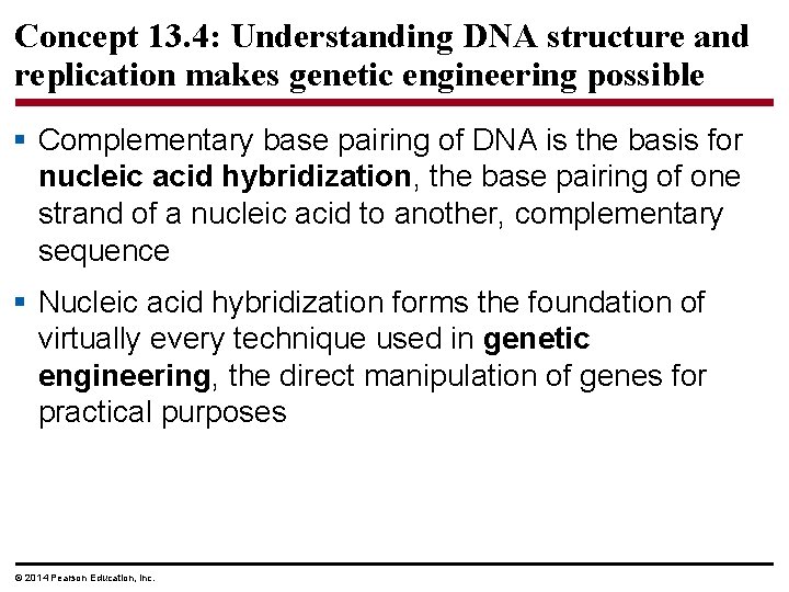 Concept 13. 4: Understanding DNA structure and replication makes genetic engineering possible § Complementary