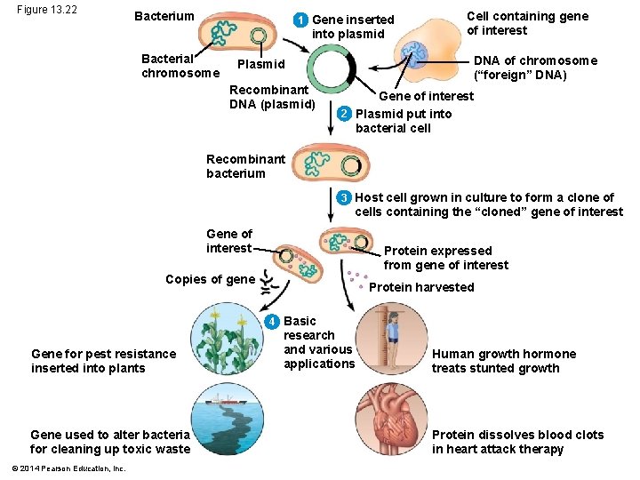 Figure 13. 22 Bacterium 1 Gene inserted into plasmid Bacterial chromosome DNA of chromosome