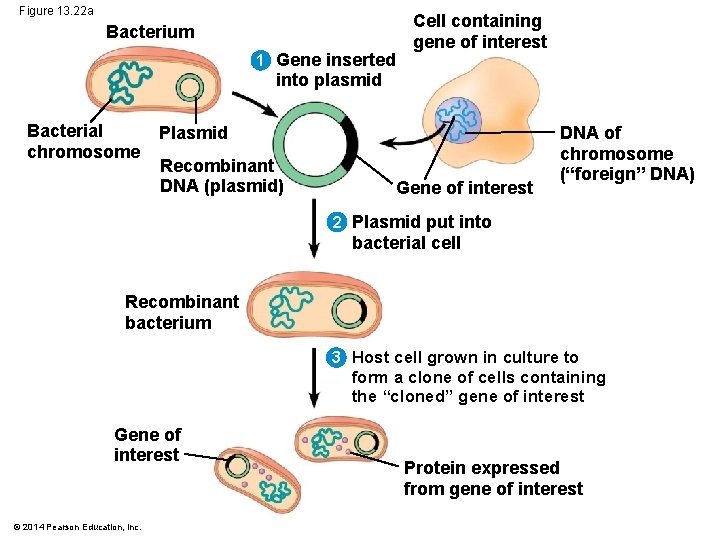 Figure 13. 22 a Bacterium 1 Gene inserted Cell containing gene of interest into
