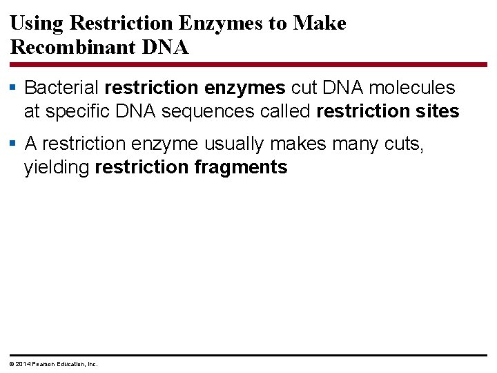 Using Restriction Enzymes to Make Recombinant DNA § Bacterial restriction enzymes cut DNA molecules
