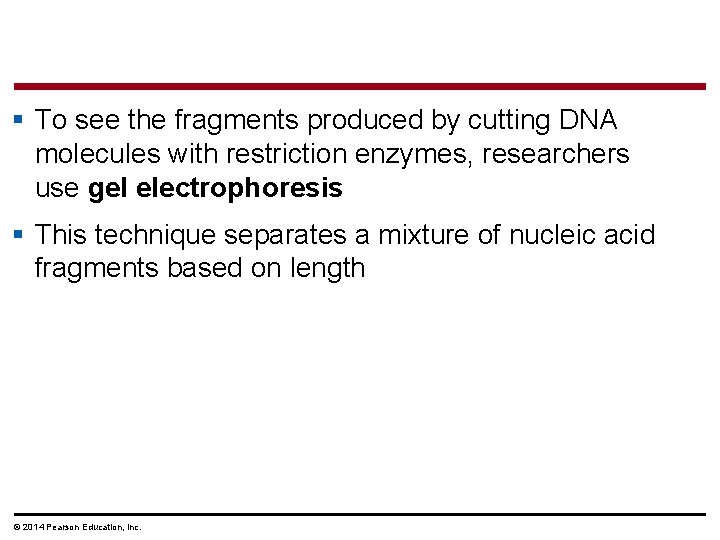 § To see the fragments produced by cutting DNA molecules with restriction enzymes, researchers