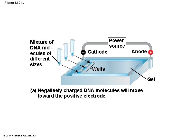 Figure 13. 24 a Mixture of DNA molecules of different sizes Power source Cathode
