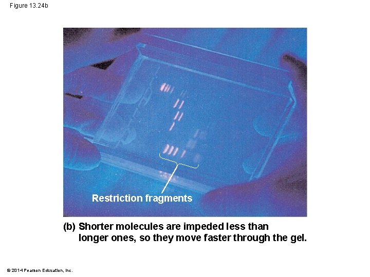 Figure 13. 24 b Restriction fragments (b) Shorter molecules are impeded less than longer