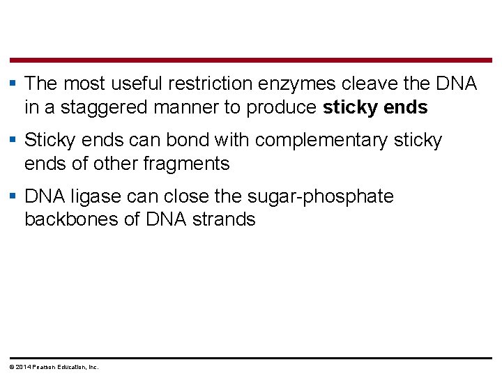 § The most useful restriction enzymes cleave the DNA in a staggered manner to