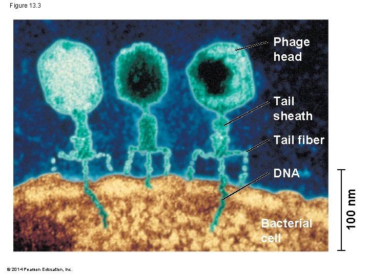 Figure 13. 3 Phage head Tail sheath Tail fiber Bacterial cell © 2014 Pearson