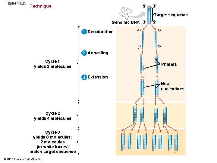Figure 13. 25 Technique 5 3 Target sequence Genomic DNA 3 1 Denaturation 5