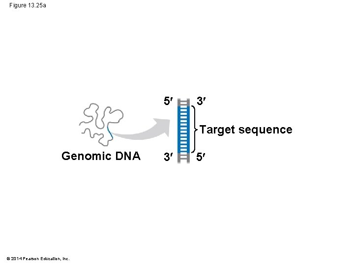 Figure 13. 25 a 5 3 Target sequence Genomic DNA © 2014 Pearson Education,