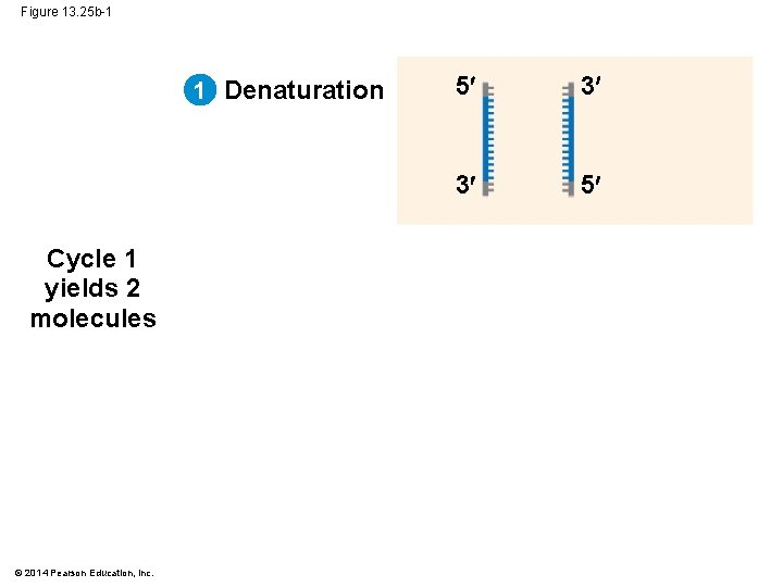 Figure 13. 25 b-1 1 Denaturation Cycle 1 yields 2 molecules © 2014 Pearson
