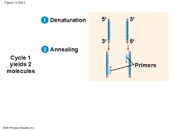 Figure 13. 25 b-2 1 Denaturation 5 3 3 5 2 Annealing Cycle 1