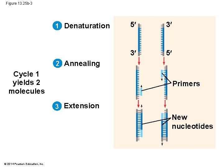 Figure 13. 25 b-3 1 Denaturation 5 3 3 5 2 Annealing Cycle 1