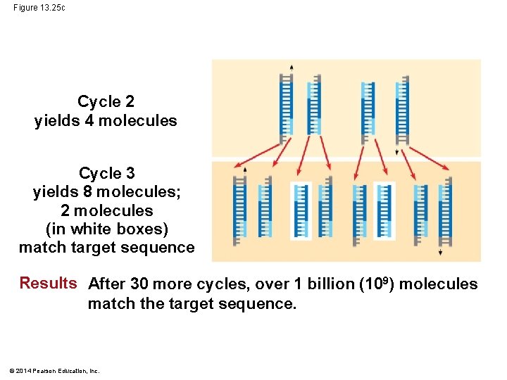 Figure 13. 25 c Cycle 2 yields 4 molecules Cycle 3 yields 8 molecules;