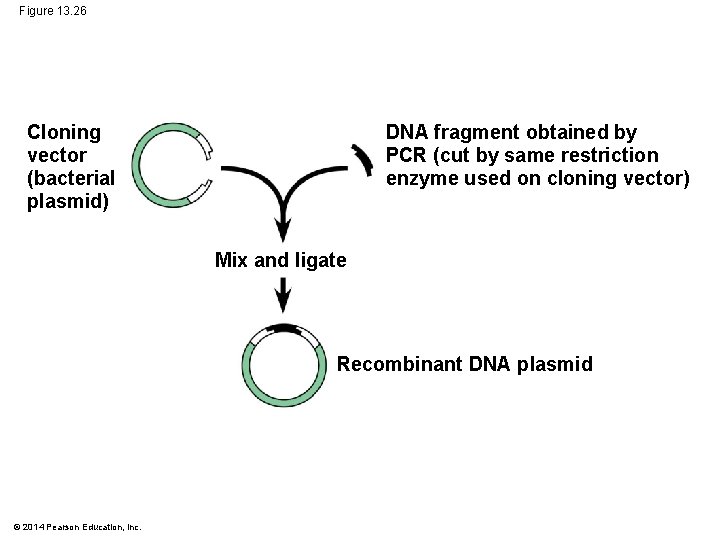 Figure 13. 26 DNA fragment obtained by PCR (cut by same restriction enzyme used
