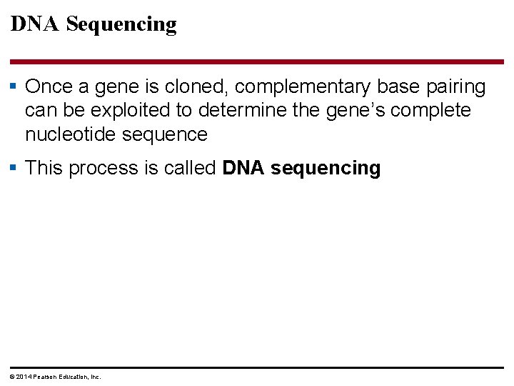 DNA Sequencing § Once a gene is cloned, complementary base pairing can be exploited