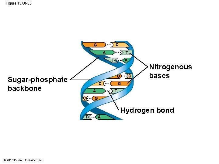 Figure 13. UN 03 C G A T G Sugar-phosphate backbone G C A