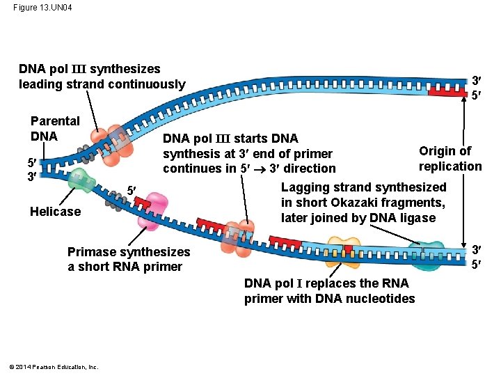 Figure 13. UN 04 DNA pol III synthesizes leading strand continuously Parental DNA 3