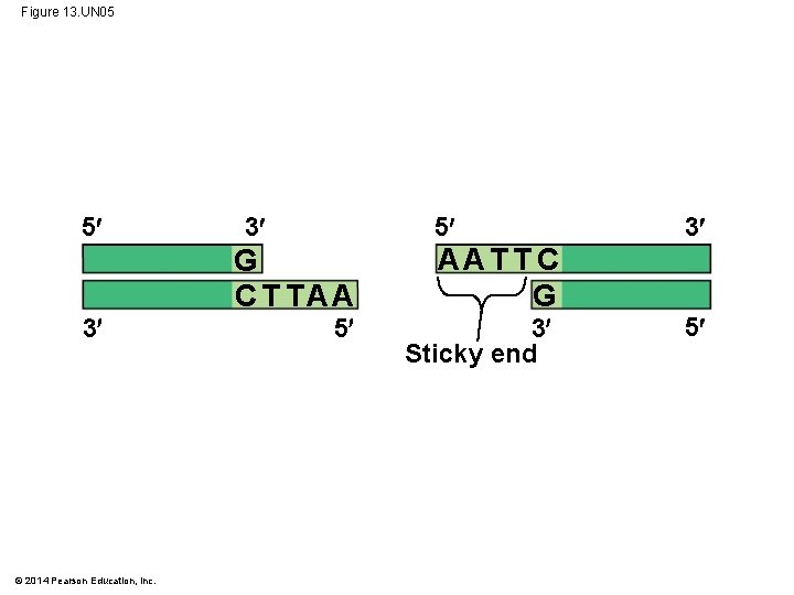 Figure 13. UN 05 5 3 © 2014 Pearson Education, Inc. 5 3 G