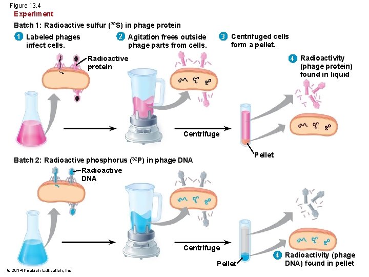 Figure 13. 4 Experiment Batch 1: Radioactive sulfur (35 S) in phage protein 1