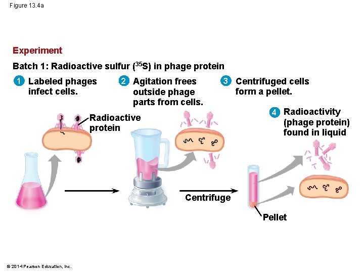 Figure 13. 4 a Experiment Batch 1: Radioactive sulfur (35 S) in phage protein