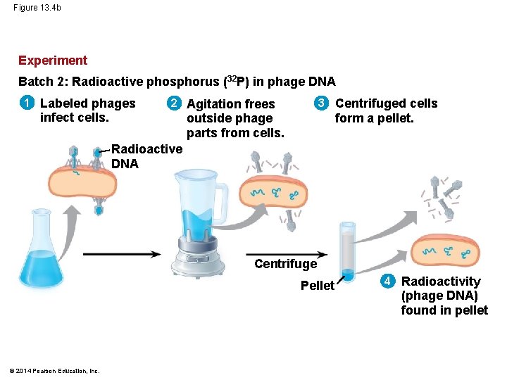 Figure 13. 4 b Experiment Batch 2: Radioactive phosphorus (32 P) in phage DNA