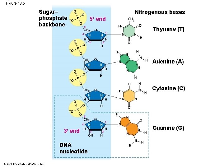 Figure 13. 5 Sugar– phosphate backbone Nitrogenous bases 5 end Thymine (T) Adenine (A)