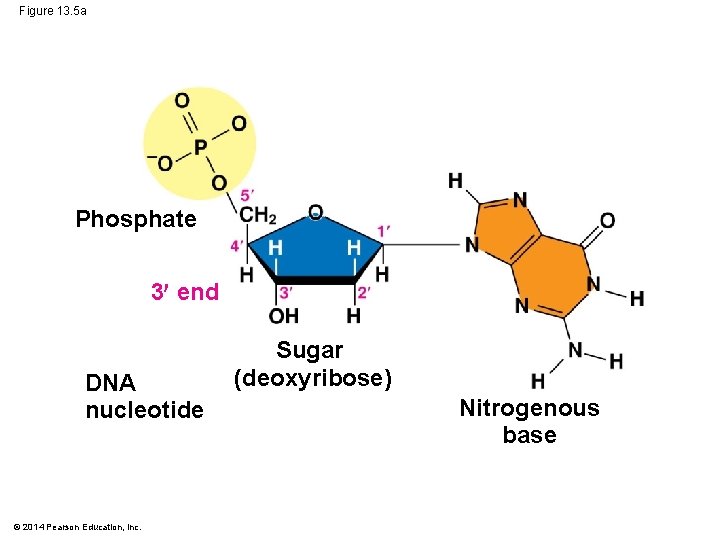 Figure 13. 5 a Phosphate 3 end DNA nucleotide © 2014 Pearson Education, Inc.