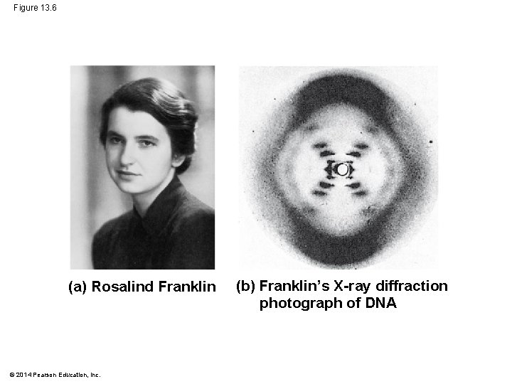 Figure 13. 6 (a) Rosalind Franklin © 2014 Pearson Education, Inc. (b) Franklin’s X-ray