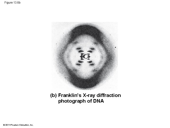 Figure 13. 6 b (b) Franklin’s X-ray diffraction photograph of DNA © 2014 Pearson