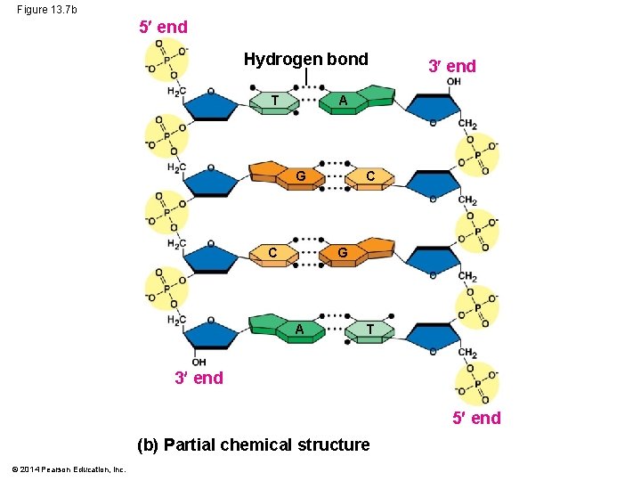 Figure 13. 7 b 5 end Hydrogen bond T 3 end A G C