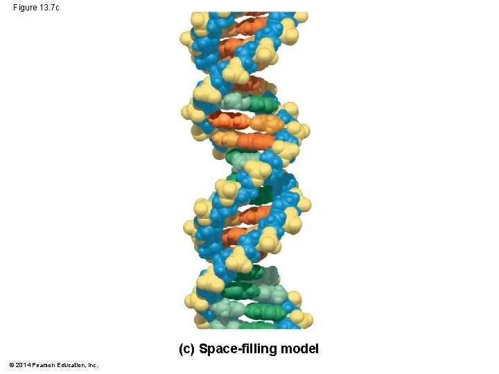 Figure 13. 7 c (c) Space-filling model © 2014 Pearson Education, Inc. 
