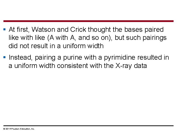 § At first, Watson and Crick thought the bases paired like with like (A