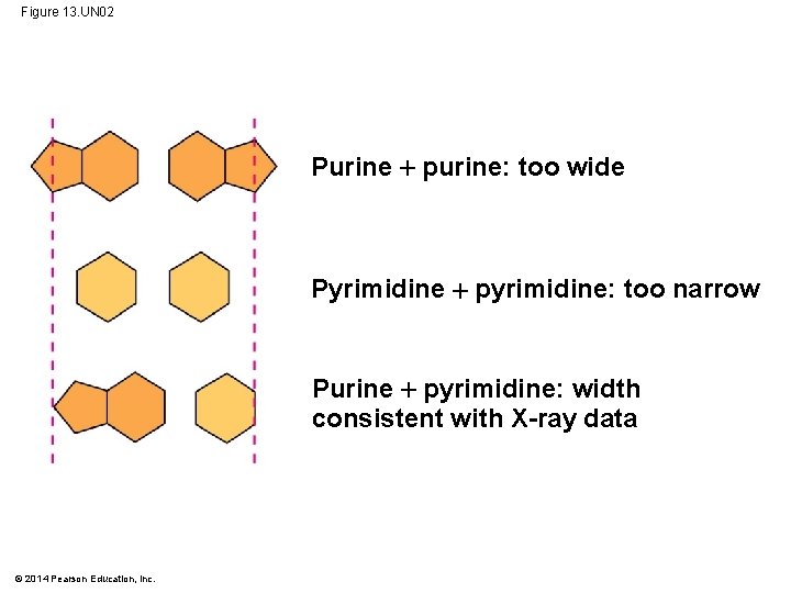 Figure 13. UN 02 Purine purine: too wide Pyrimidine pyrimidine: too narrow Purine pyrimidine: