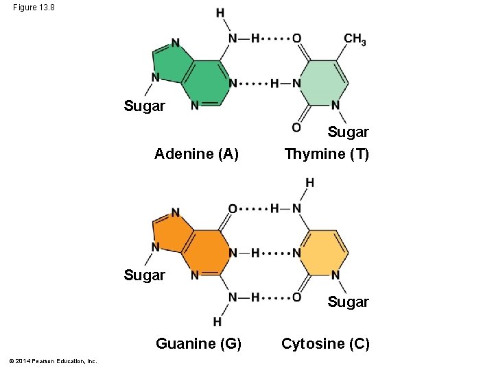 Figure 13. 8 Sugar Adenine (A) Sugar Thymine (T) Sugar Guanine (G) © 2014