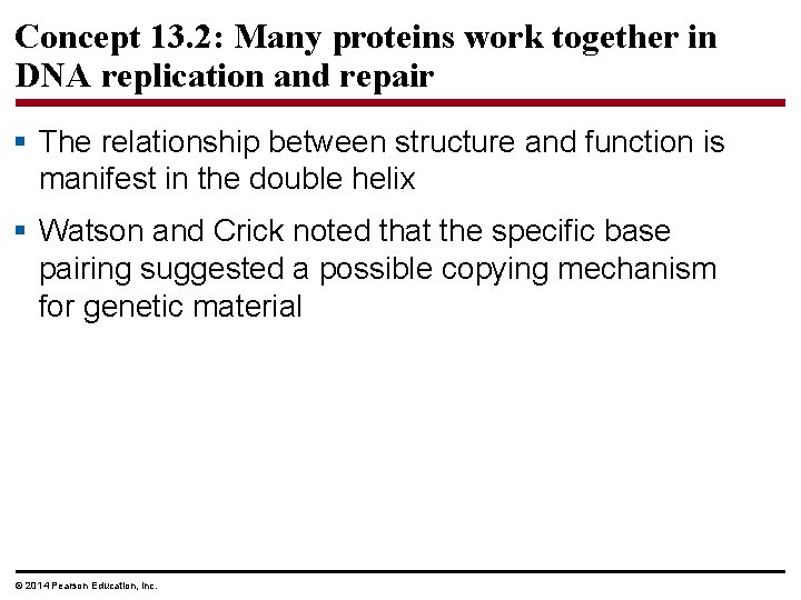 Concept 13. 2: Many proteins work together in DNA replication and repair § The